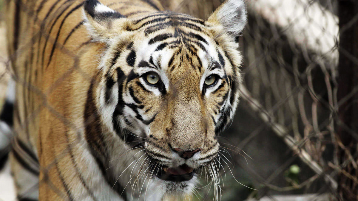 ����ŦԼ��������ֹ���ϻ���ʨ�ӡ��Ա��ȴ���è�ƶ���������