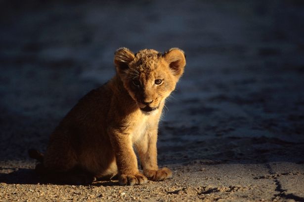 ӡ��һֻСʨ���ڽ�����Ա�쵽����ȥĸ�׵�ʬ���Աߺ��Ծþò�Ը�뿪