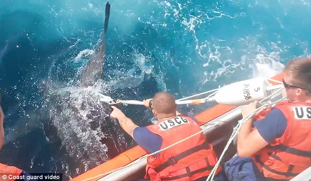 美国海岸警卫队成功解救一只被困渔网中重362公斤的棱皮龟