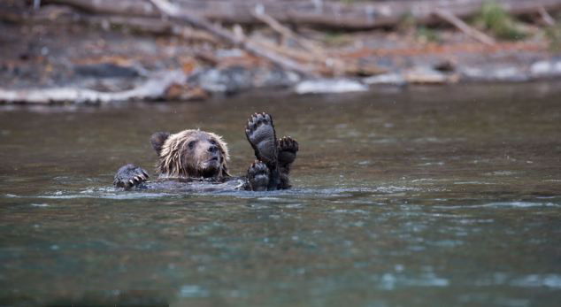 小灰熊悠闲平躺水面似动画角色