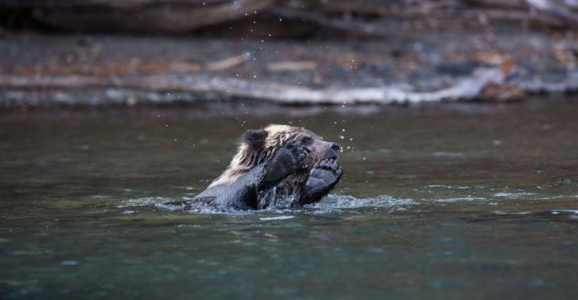 小灰熊悠闲平躺水面似动画角色