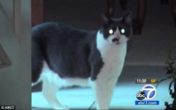 愤怒得变成「一团毛球」的猫咪「杯杯」,不让主人离开卧室。