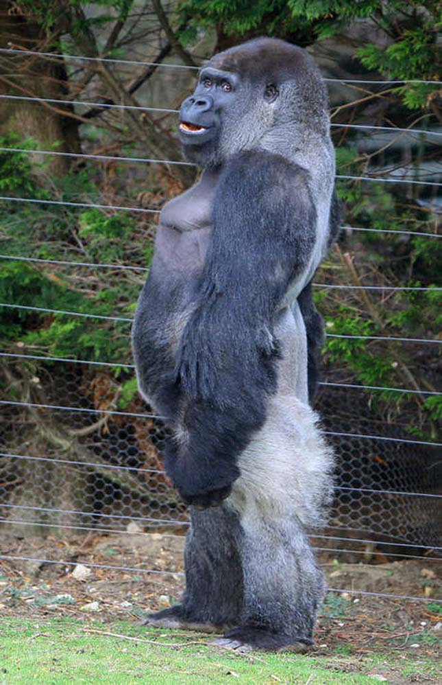 Ӣ�����ؿ�����ķ�ն���Ұ������԰���Ĵ����ɡ�����ķ��ϲ��ֱ������