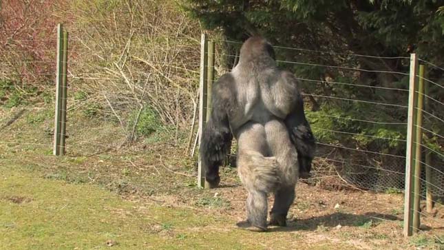 Ӣ�����ؿ�����ķ�ն���Ұ������԰���Ĵ����ɡ�����ķ��ϲ��ֱ������