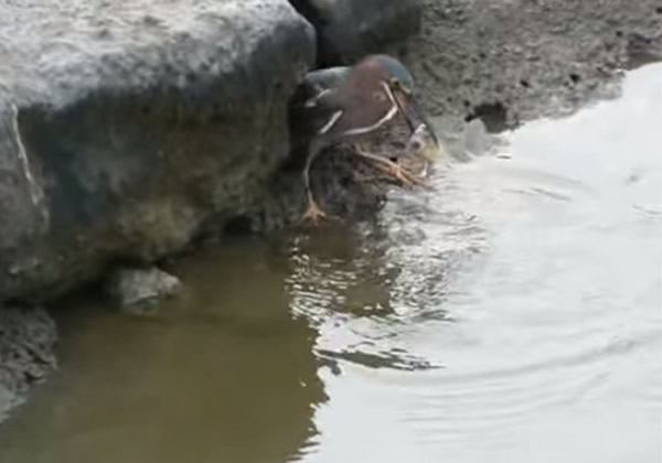 �����Ĳ���������¶�����