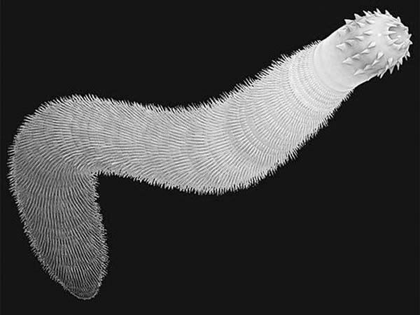 �Ѿ�����ĺ������������ı��˵���Ļ�ѧ����