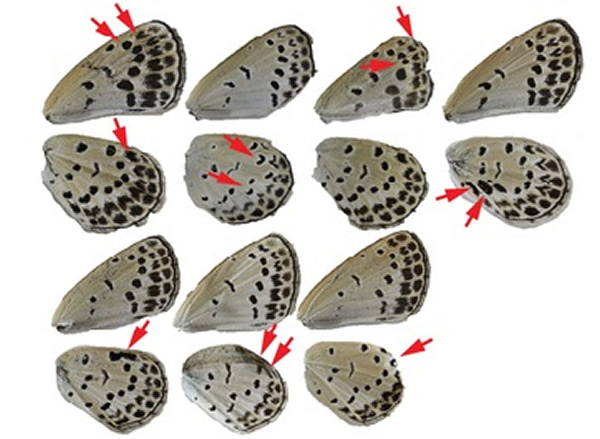 日本的学者发现,福岛附近的酢浆灰蝶出现异常。