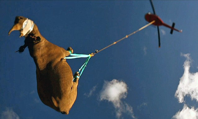 南非500只犀牛被蒙眼空运转移防猎杀