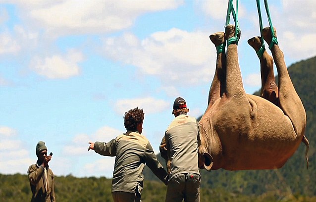 南非500只犀牛被蒙眼空运转移防猎杀