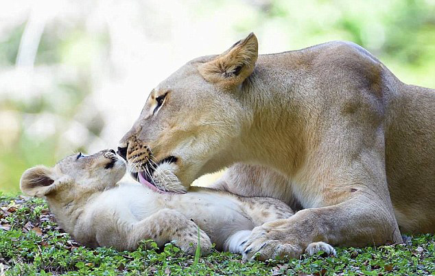 ���������ܶ���԰ĸʨ���͵̰����¾���ˮ��ʨ����