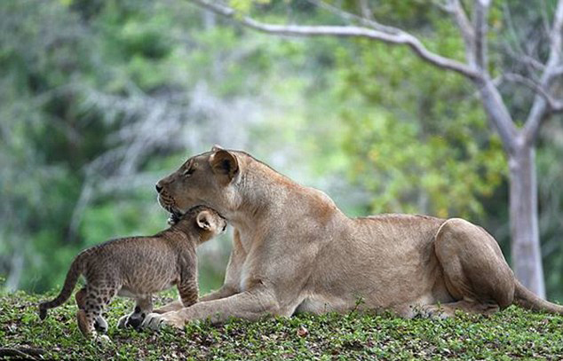 ���������ܶ���԰ĸʨ���͵̰����¾���ˮ��ʨ����