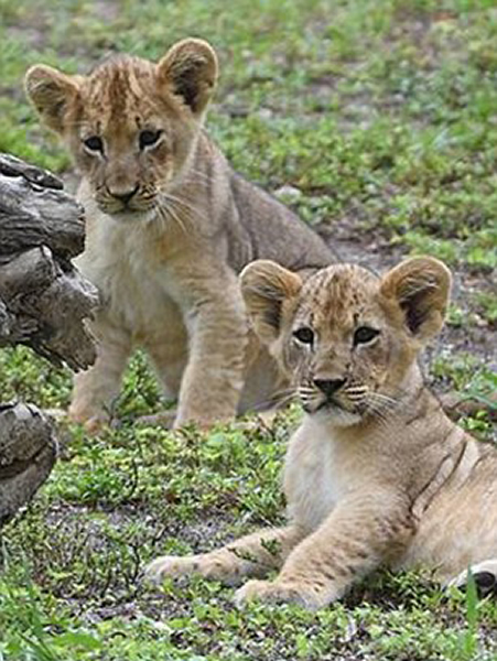 ���������ܶ���԰ĸʨ���͵̰����¾���ˮ��ʨ����