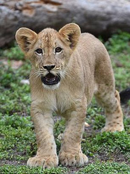 ���������ܶ���԰ĸʨ���͵̰����¾���ˮ��ʨ����