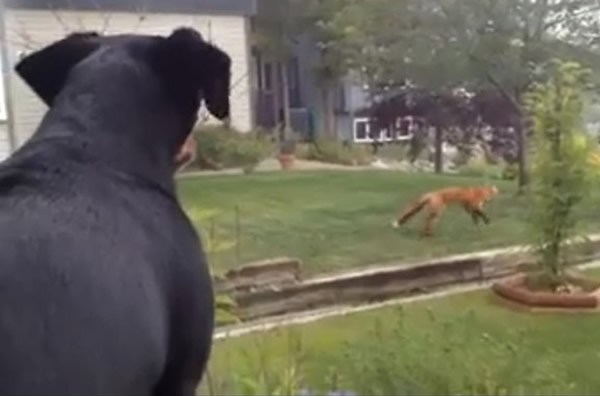 加拿大吉娃娃隔着玻璃狂吠抗议窗外小狐狸抢走玩具