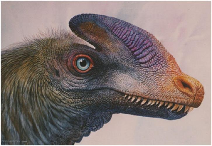 哪些恐龙物种是毛绒绒的