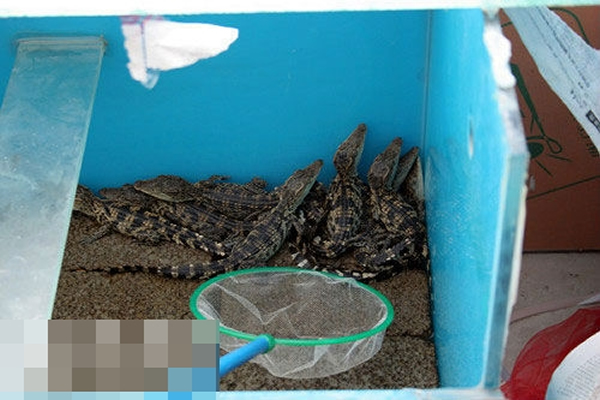 暹罗鳄被发往山西太原、湖南长沙、河南平顶山、江苏苏州等多地。