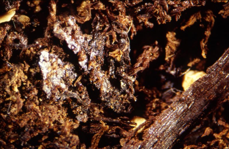 古埃及人制作木乃伊的历史比以往研究估计的早1500年左右