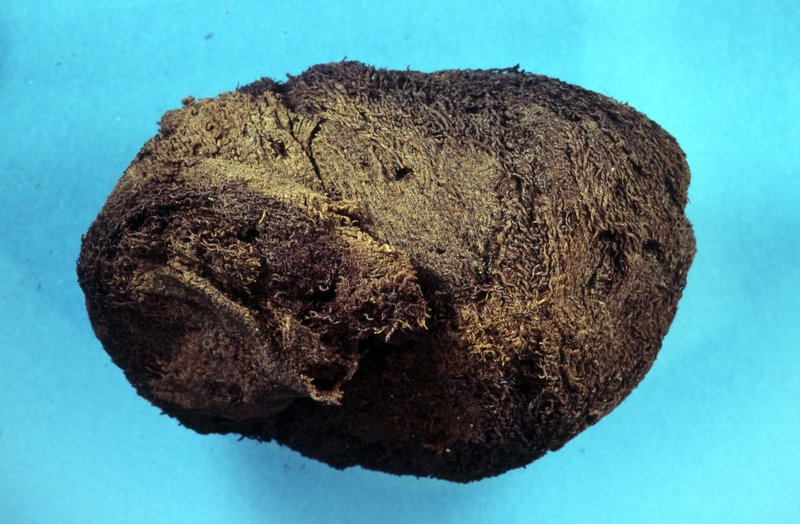 古埃及人制作木乃伊的历史比以往研究估计的早1500年左右