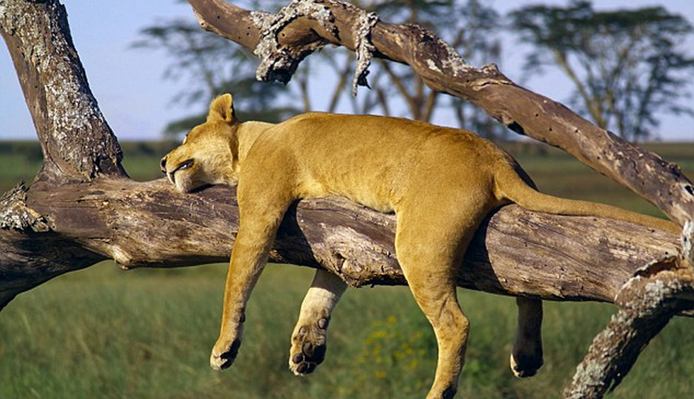 ̹ɣ׸ǵٹҹ԰һͷĸʨϴеĺ˯