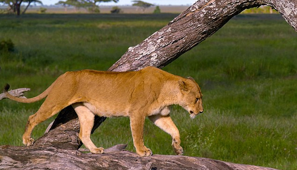 ̹ɣ׸ǵٹҹ԰һͷĸʨϴеĺ˯