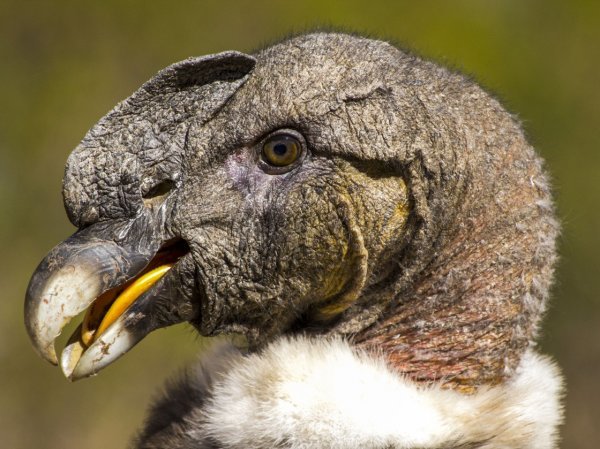 秘鲁雅瓦尔节:秃鹫大战公牛