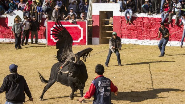 秘鲁雅瓦尔节:秃鹫大战公牛