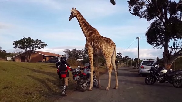南非野生动物保护区一头公长颈鹿想骑游客摩托车
