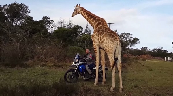 南非野生动物保护区一头公长颈鹿想骑游客摩托车