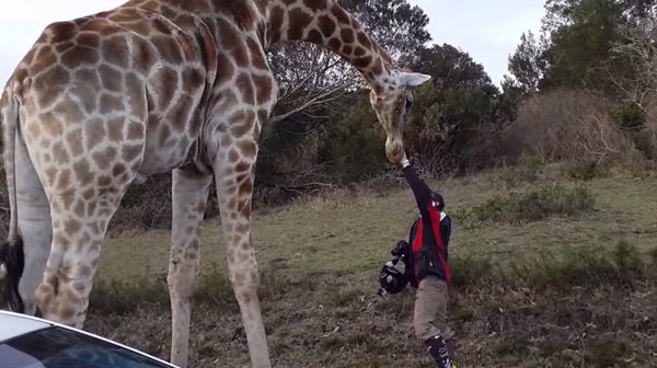南非野生动物保护区一头公长颈鹿想骑游客摩托车