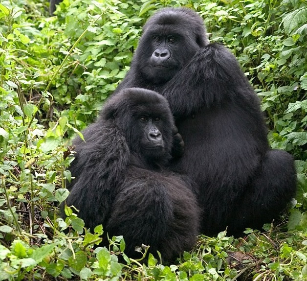 ��������Ⱥ�����������������������Ӱ��