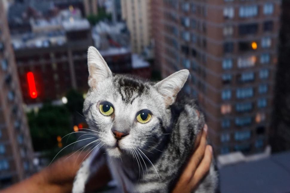 猫真有九条命:美国一只猫从纽约曼哈顿9层楼坠落却仅受到轻微损伤