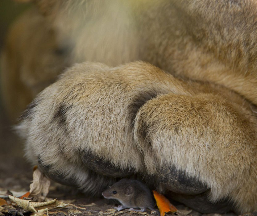 ӢȻʷݾٰĵ50ҰӰʦƷ