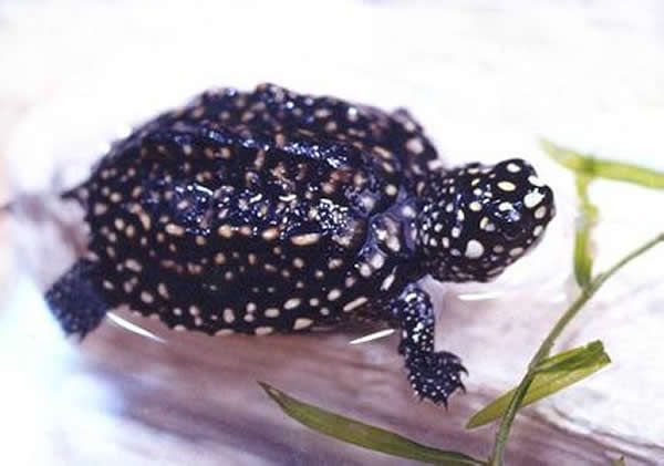 哈米顿氏龟(资料图)