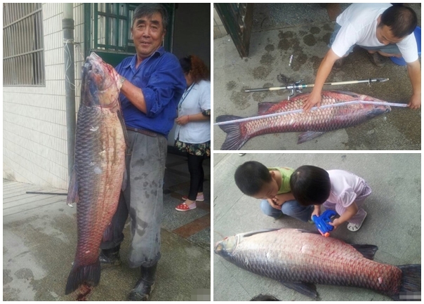 南京男子钓到83斤重大青鱼称贺青年奥运会 网友质问“这也跟青奥有关?”