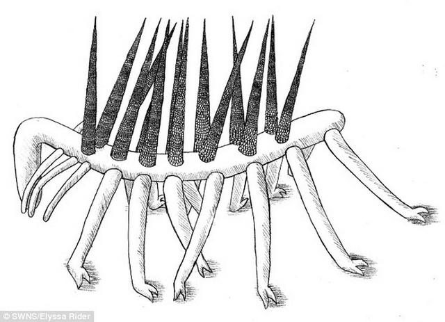 英国剑桥大学科学家最新研究显示5.05亿年前怪诞虫与现代天鹅绒虫是“近亲”