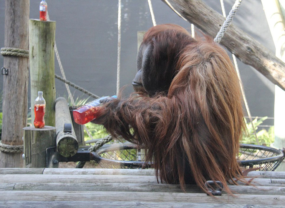 澳大利亚悉尼塔隆加动物园猩猩庆祝“世界猩猩日”
