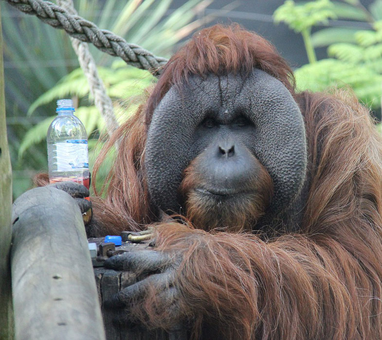 澳大利亚悉尼塔隆加动物园猩猩庆祝“世界猩猩日”