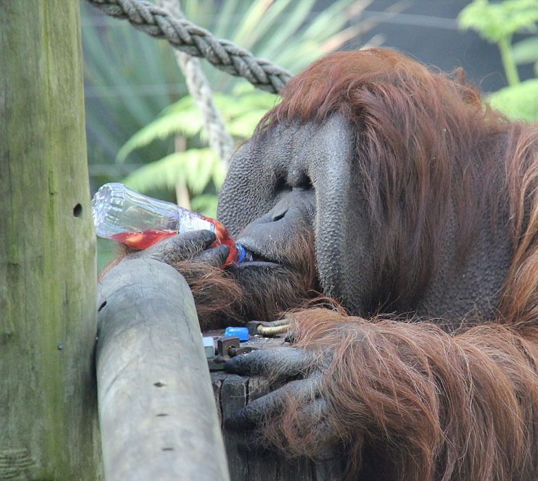 澳大利亚悉尼塔隆加动物园猩猩庆祝“世界猩猩日”