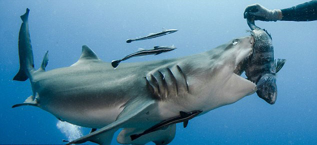 美国佛罗里达州朱庇特海域拍摄到一组柠檬鲨进食的画面