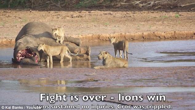 ������SamburuҰ�����ﱣ������ͷʨ�Ӵ�ս������