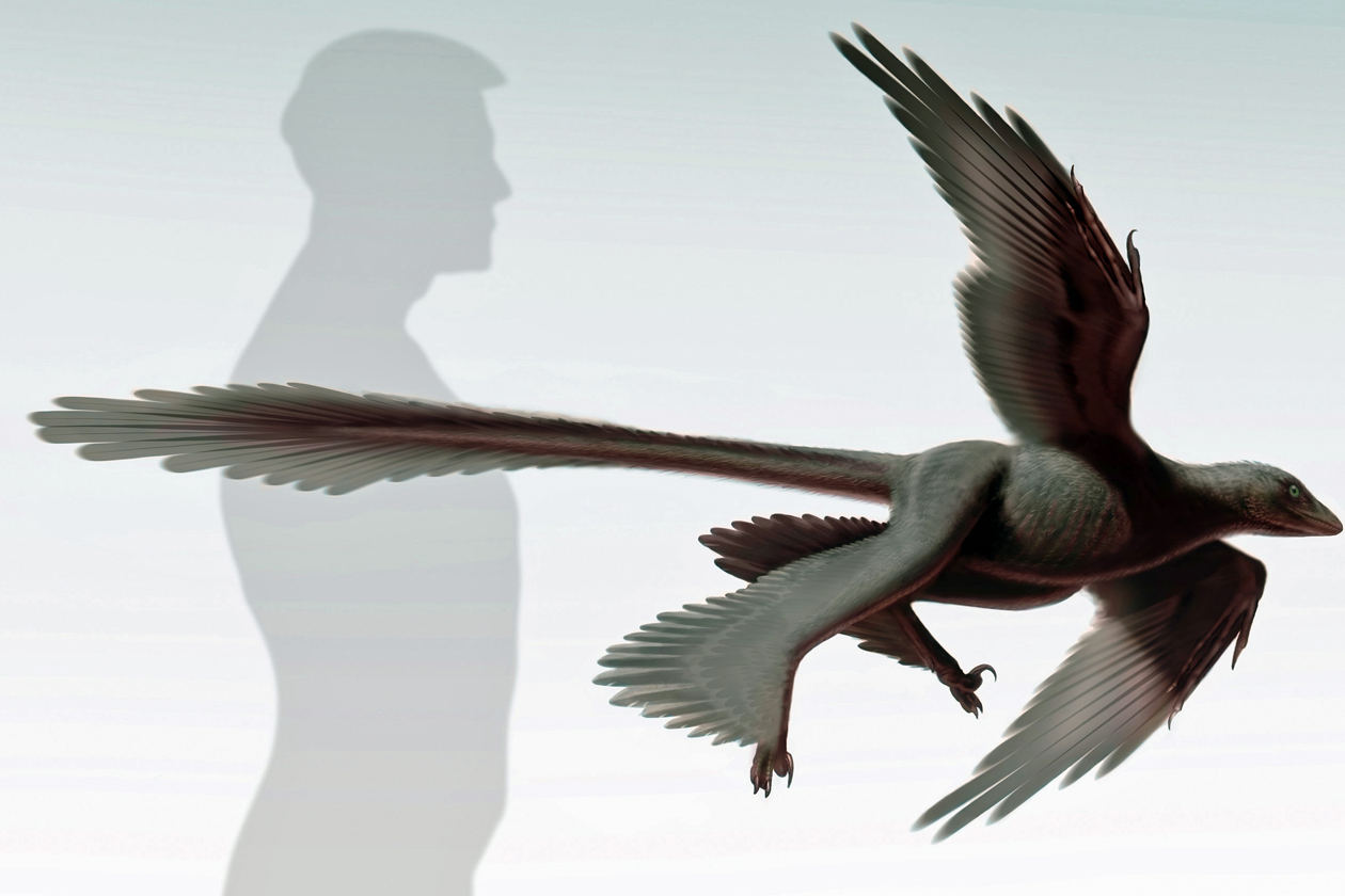 发现迄今世界最长尾羽的恐龙——杨氏长羽盗龙(Changyuraptor yangi)复原图
