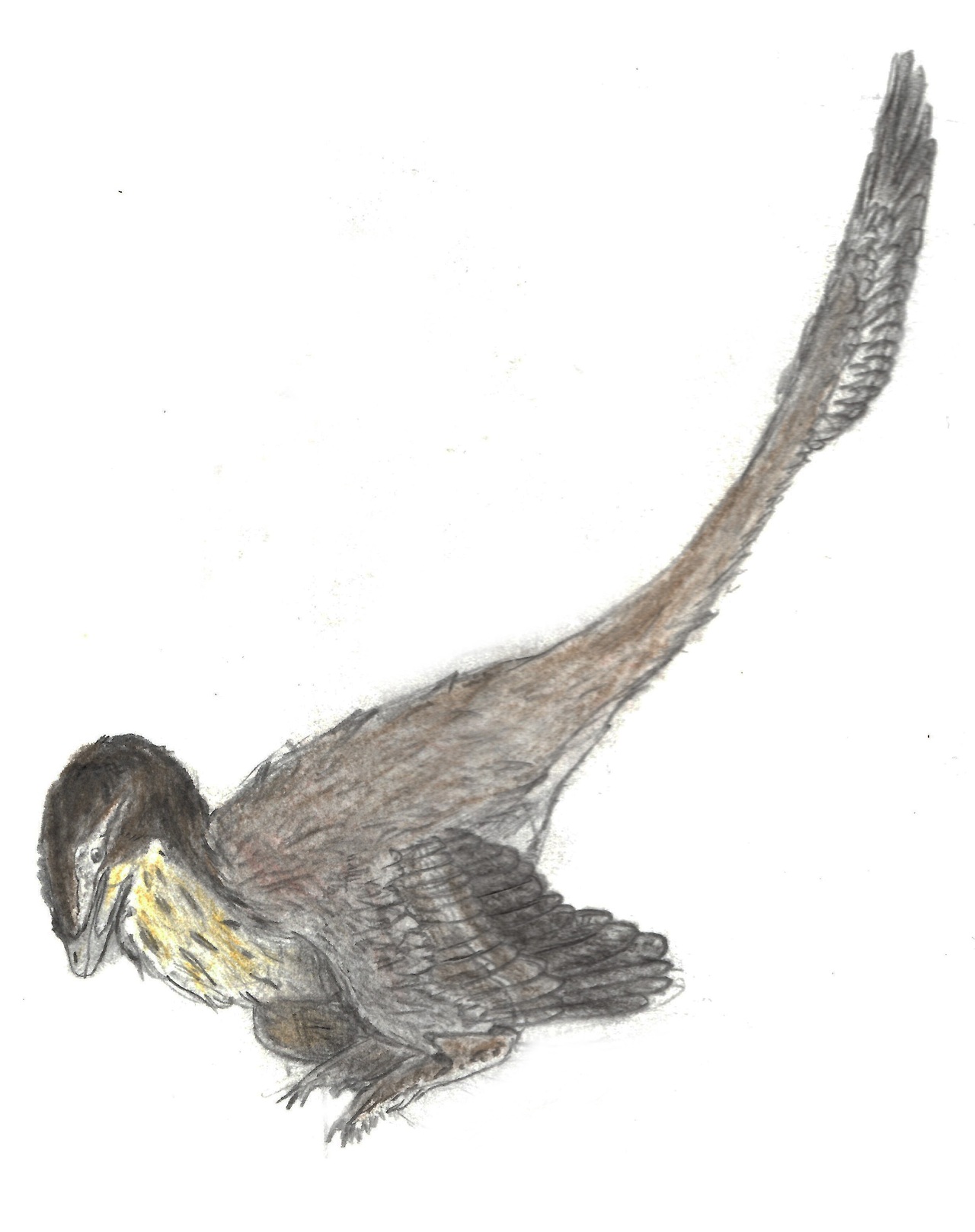 发现迄今世界最长尾羽的恐龙——杨氏长羽盗龙(Changyuraptor yangi)复原图