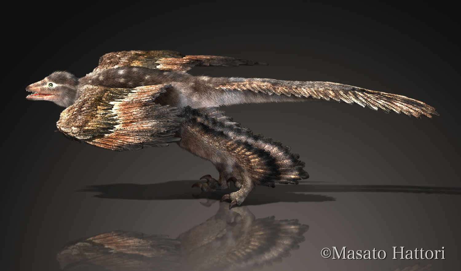 发现迄今世界最长尾羽的恐龙——杨氏长羽盗龙(Changyuraptor yangi)复原图