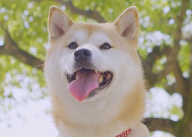 小雪的主人已逝去3年,但它依然对主人念念不忘。