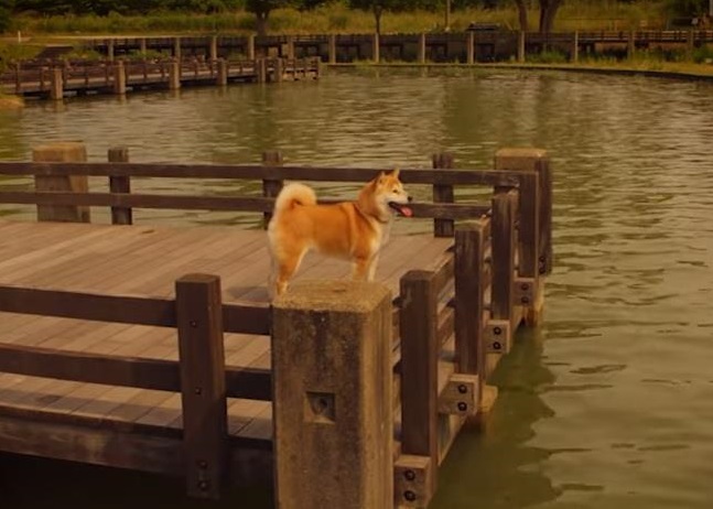 片中可见小雪四处独自散步