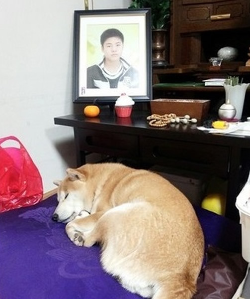 小雪至今仍然默默守着主人的遗照