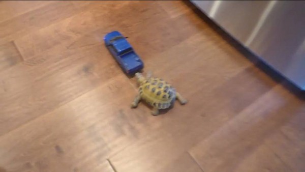 YouTubeӰƬ��Tortoise vs. Truck����½��vs.������ �꾹Ȼ��������ô��