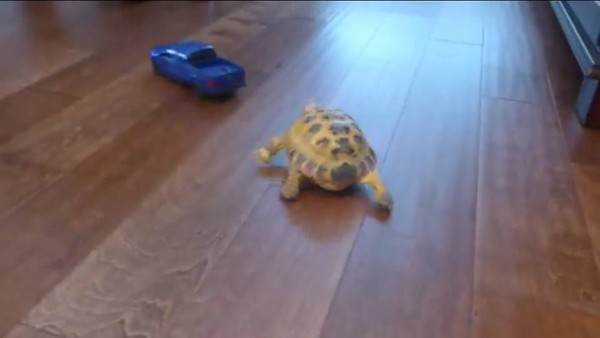 YouTubeӰƬ��Tortoise vs. Truck����½��vs.������ �꾹Ȼ��������ô��
