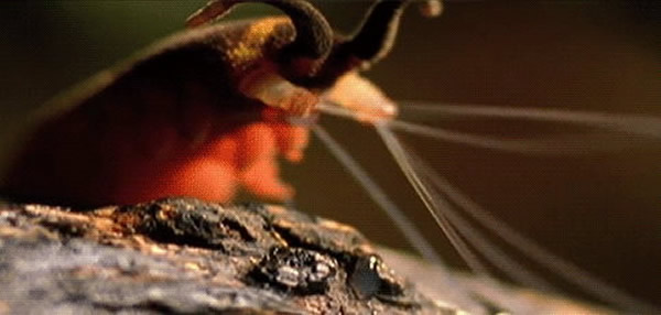 天鹅绒虫喷射黏液