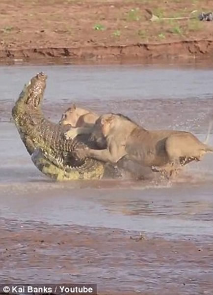 ������ɣ��³���ұ���������ʨ�Ӵ�ս������